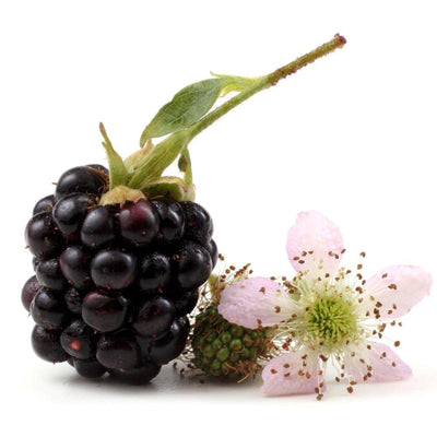 Blackberry Ambrosia Fragrance Oil-Nurture Soap